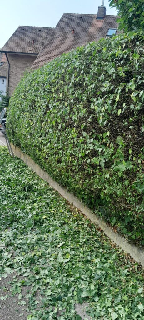 whatsapp image 2026 02 15 at 23.00.03 (6)